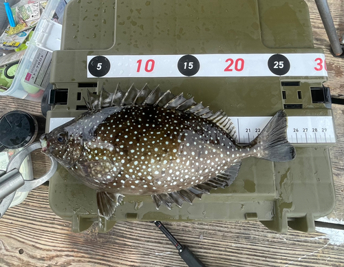 アイゴの釣果