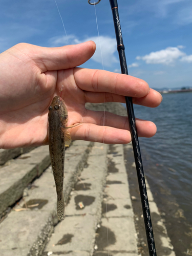 ハゼの釣果