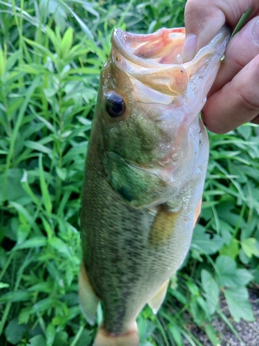 ラージマウスバスの釣果