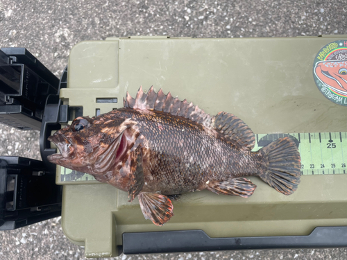 オウゴンムラソイの釣果