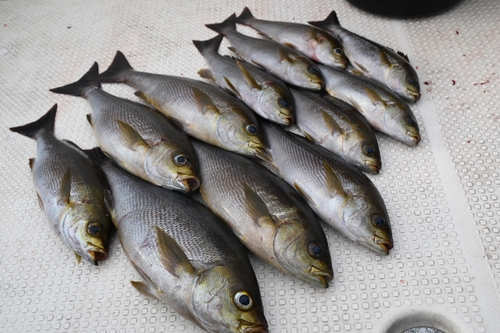 イサキの釣果