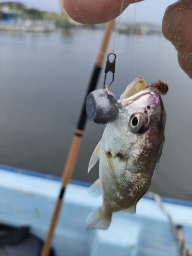 イシモチの釣果