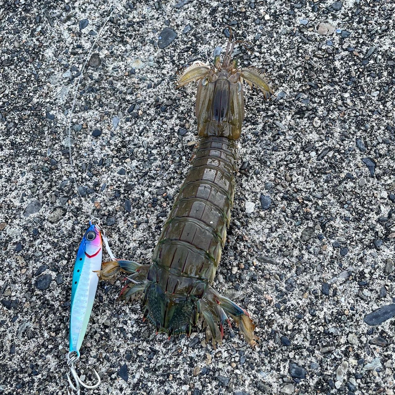 ワカシ