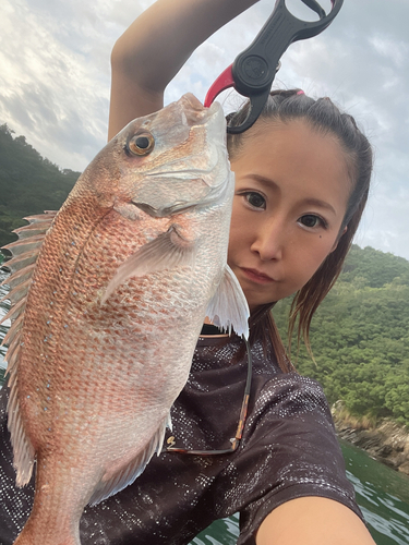 マダイの釣果