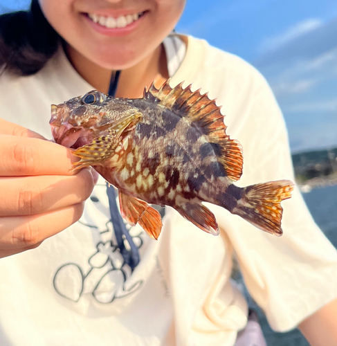 カサゴの釣果