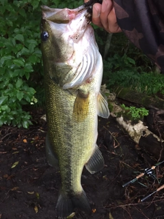 ラージマウスバスの釣果