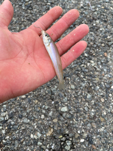 キスの釣果