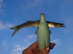 カマスの釣果