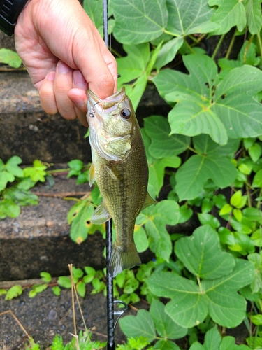 ラージマウスバスの釣果