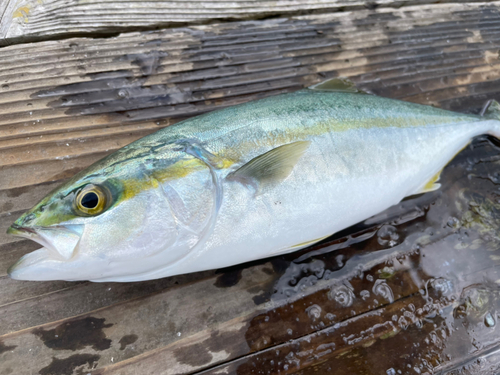 ツバスの釣果