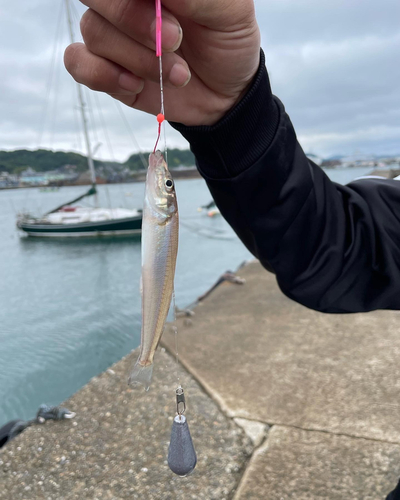 キスの釣果