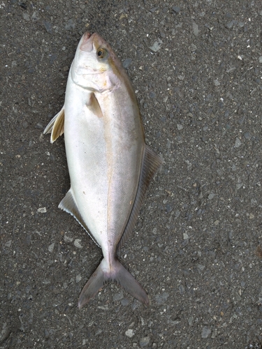 ショゴの釣果