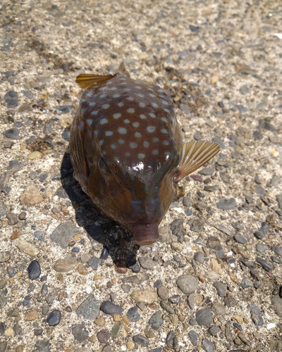 フグの釣果