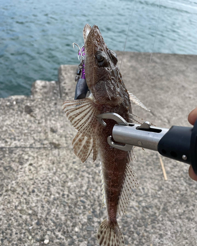 マゴチの釣果