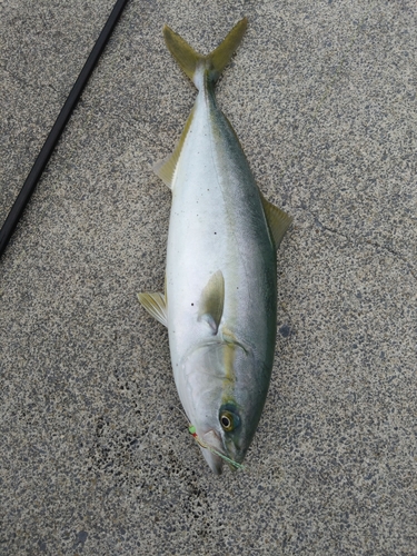 イナダの釣果