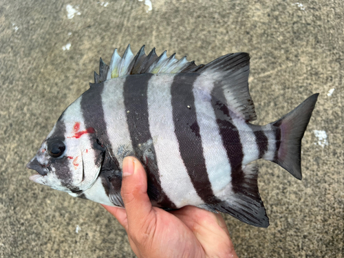 イシダイの釣果