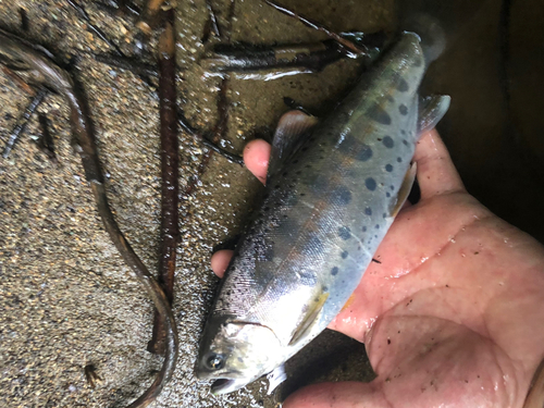 ヤマメの釣果