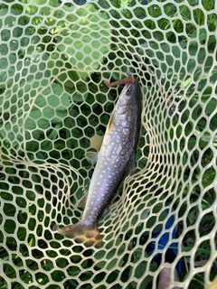 アメマスの釣果