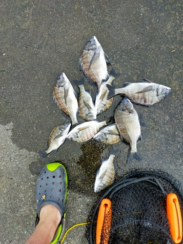 クロダイの釣果