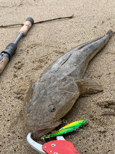 コチの釣果