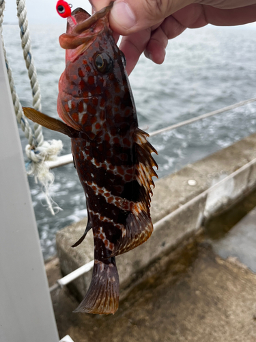 キジハタの釣果