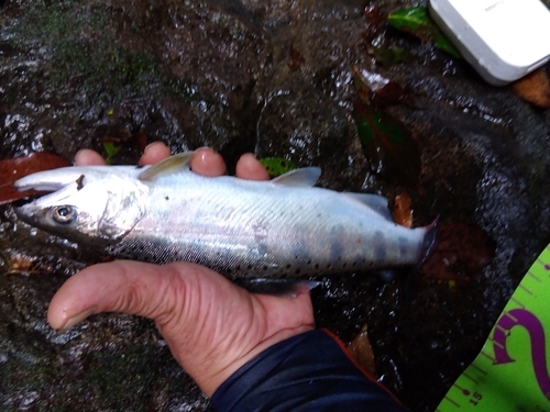 アマゴの釣果