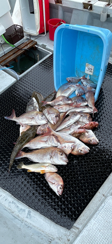 マダイの釣果