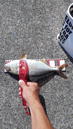 ショゴの釣果