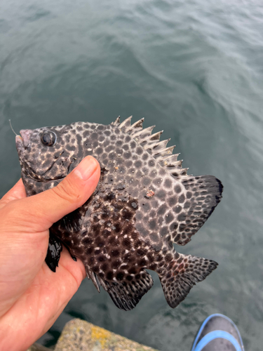 イシガキダイの釣果