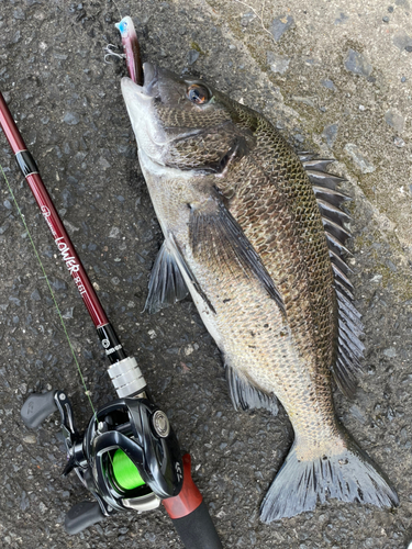 クロダイの釣果