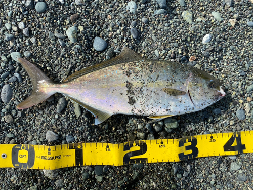 ショゴの釣果