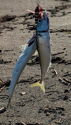 サバの釣果