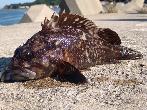 釣果