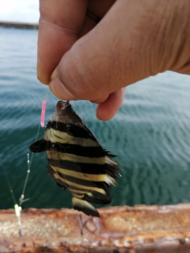 キスの釣果