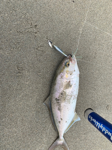 ショゴの釣果