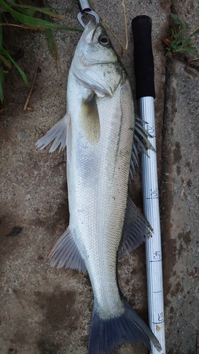 スズキの釣果