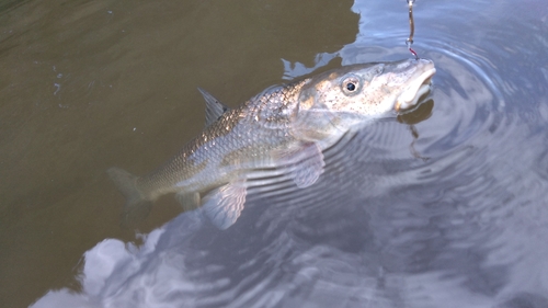 ニゴイの釣果