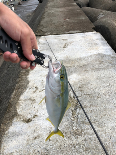 イナダの釣果