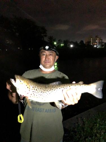 ブラウントラウトの釣果