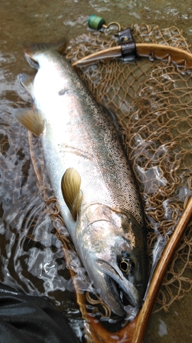 ヤマメの釣果