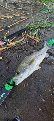 スズキの釣果