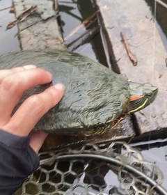 釣果