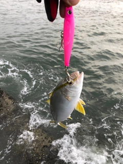 ショゴの釣果