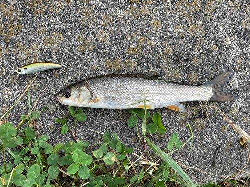 エゾウグイの釣果