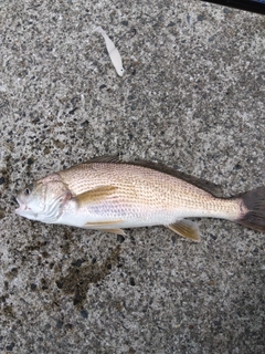 イシモチの釣果