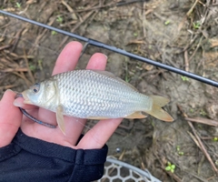 ギンブナの釣果