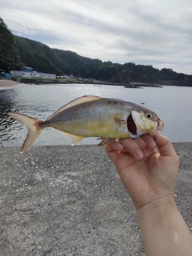 ショゴの釣果