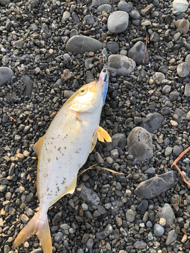 ショゴの釣果