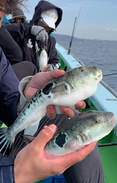 トラフグの釣果