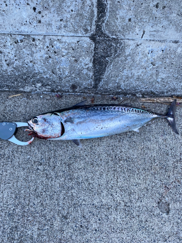 カツオの釣果